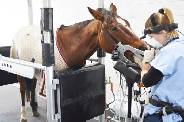 What causes periodontal disease?