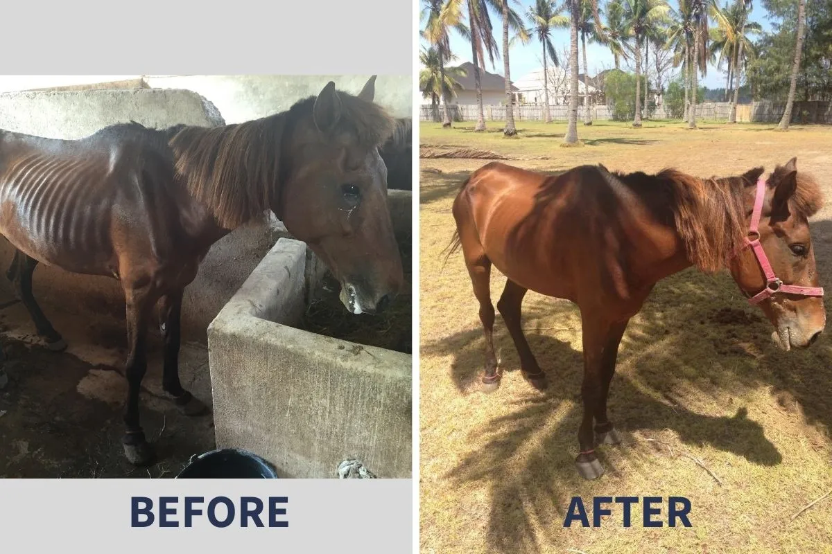 Supporting the equine community