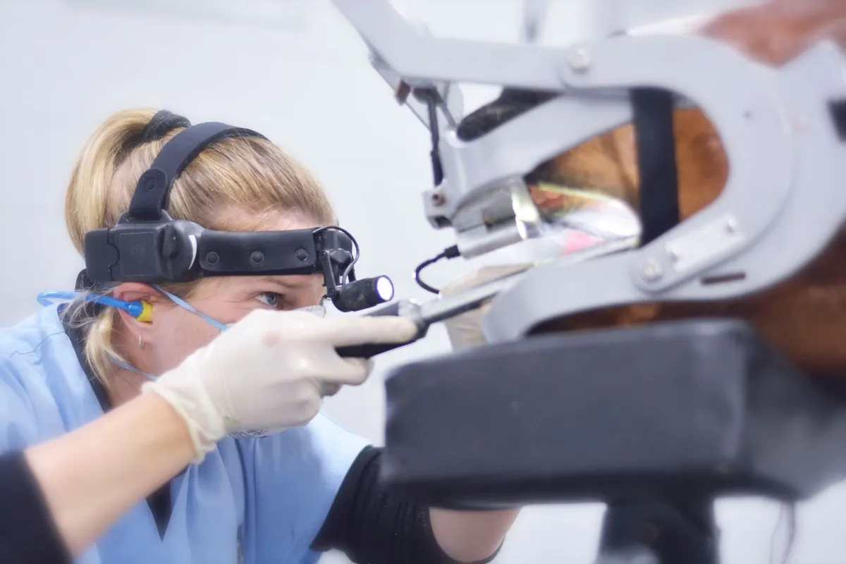 The importance of floating horses teeth