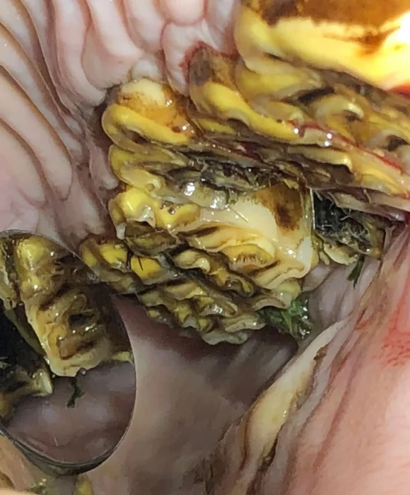 Intraoral view of a horse’s cheek teeth with severe feed impaction and debris lodged between fractured dental structures.