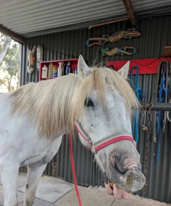 A white pony with an overgrown, protruding incisor tooth deformity, standing in a wash bay with a red halter.