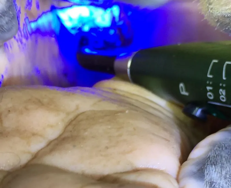 Diagnostics & Treatment