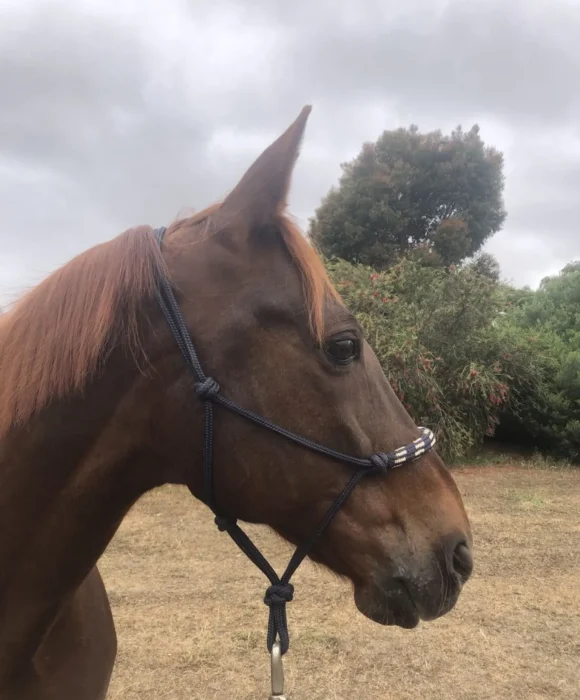 Close-up side profile of a chestnut horse wearing a rope halter, standing outdoors on a cloudy day.