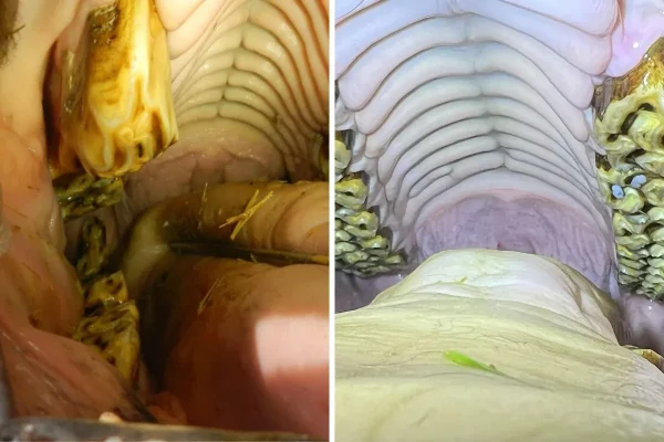 The difference a regular dental check can make for your horse