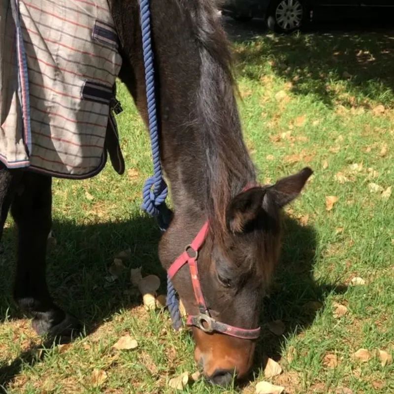 Faecal egg count reduction testing (FECRT)