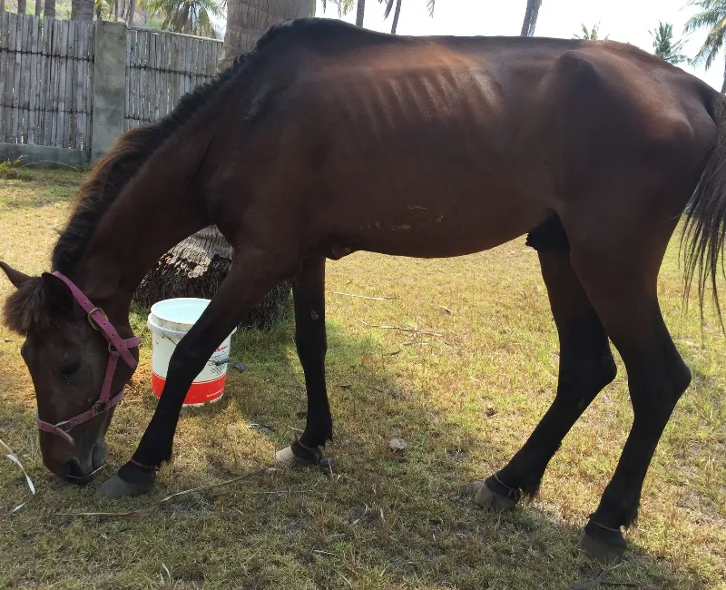 Is my horse at risk?
