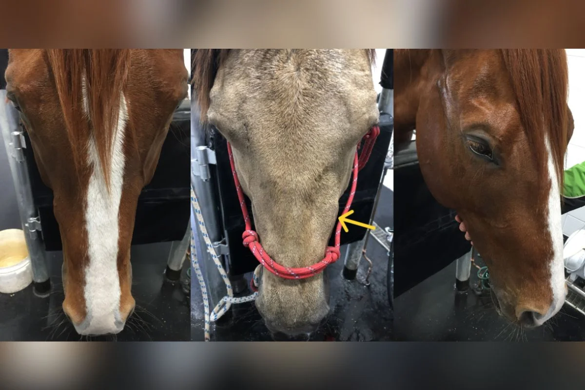 Facial swelling in horses: could it be a tooth root abscess?