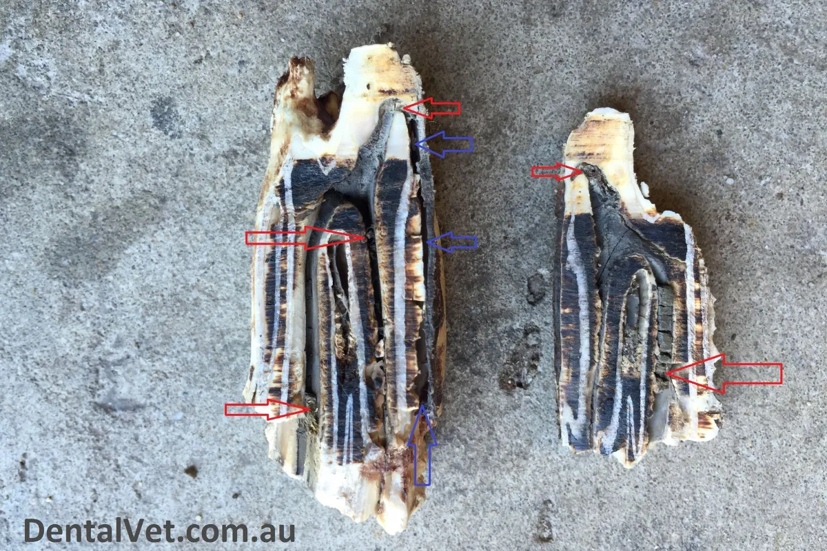 Sectioned horse tooth showing internal damage and infection, with arrows indicating affected areas.