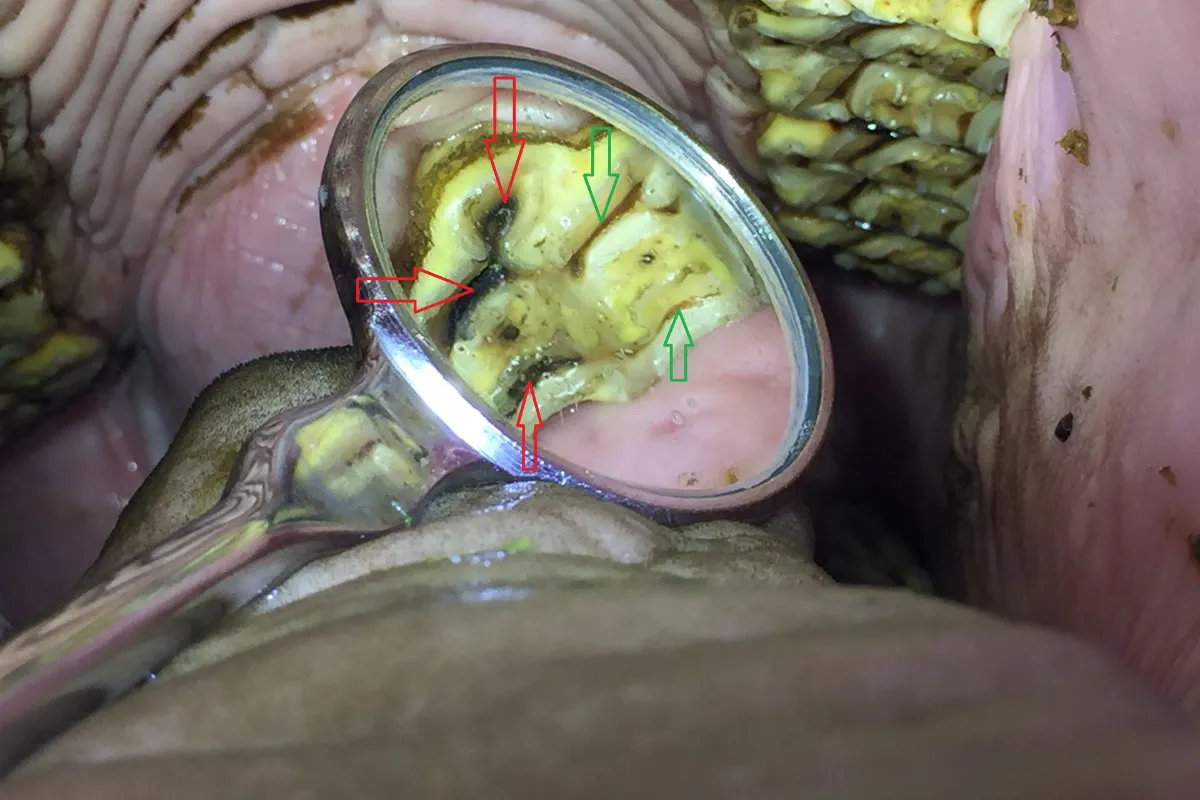 Mouth of a hose with abscess root