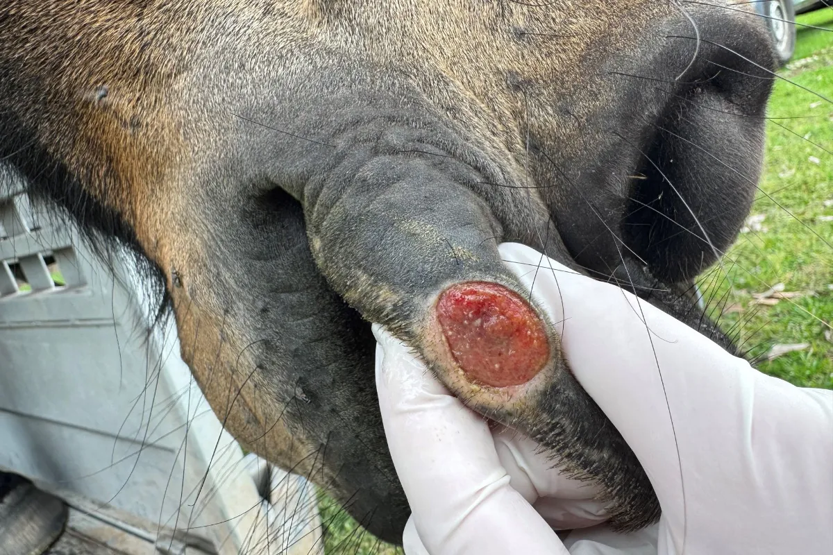 Veterinarian holding a horse’s lip to reveal a round, raw wound or lesion on the inner lip area.