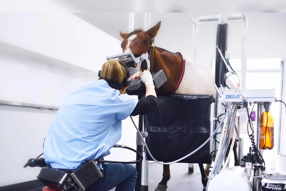 What really happens during your horse's dental examination and floating