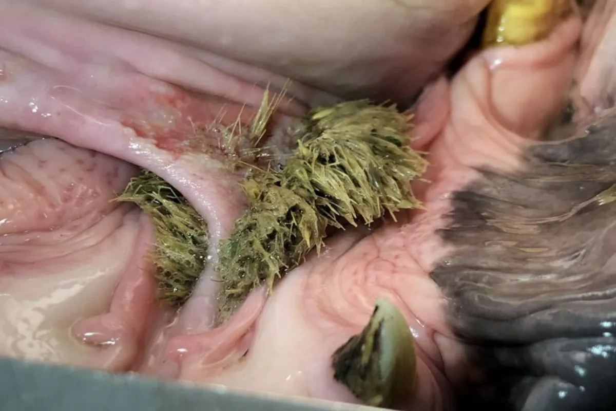 Detailed view inside a horse’s mouth showing impacted feed and debris lodged between the teeth.