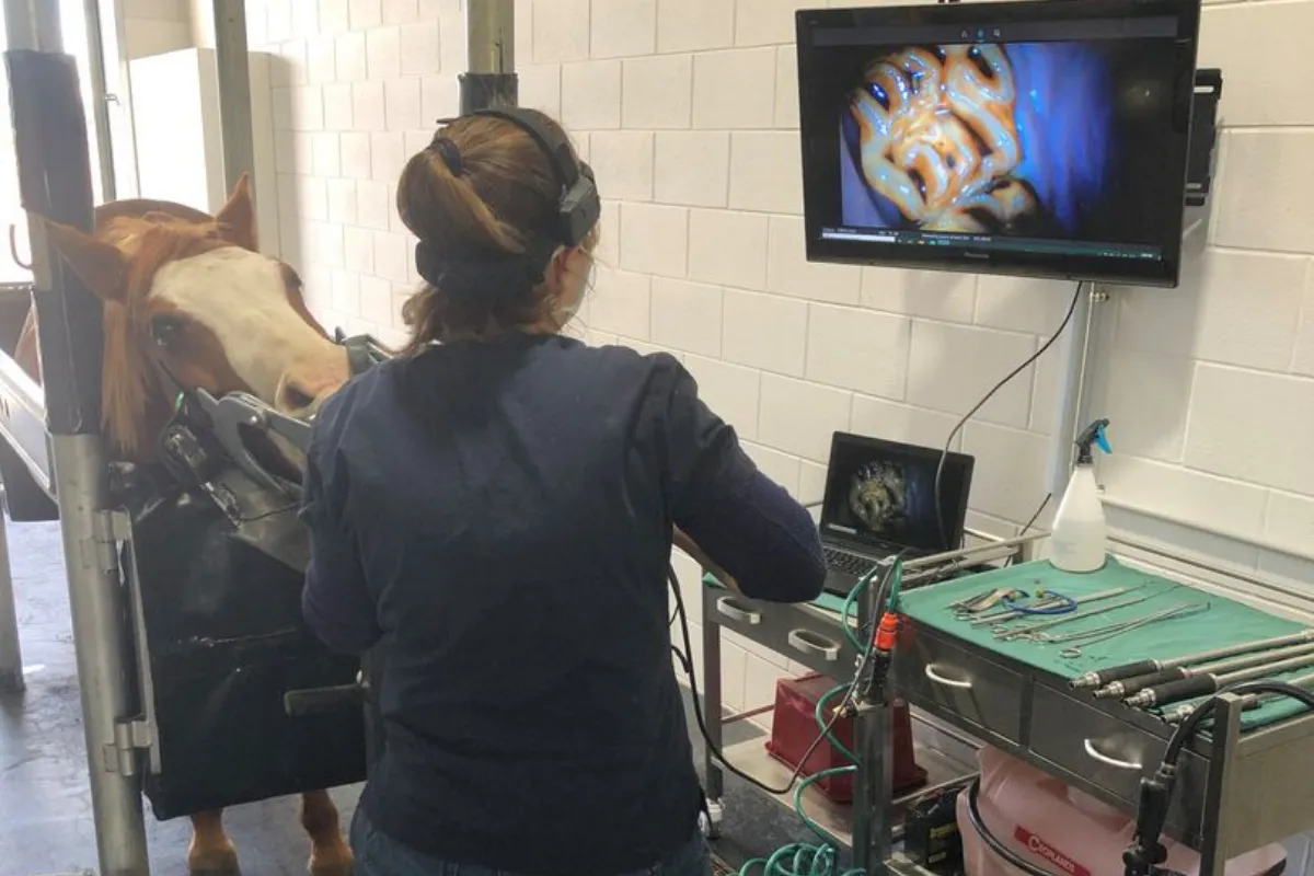 Veterinarian performing endoscopy on horse while viewing internal imaging on screen