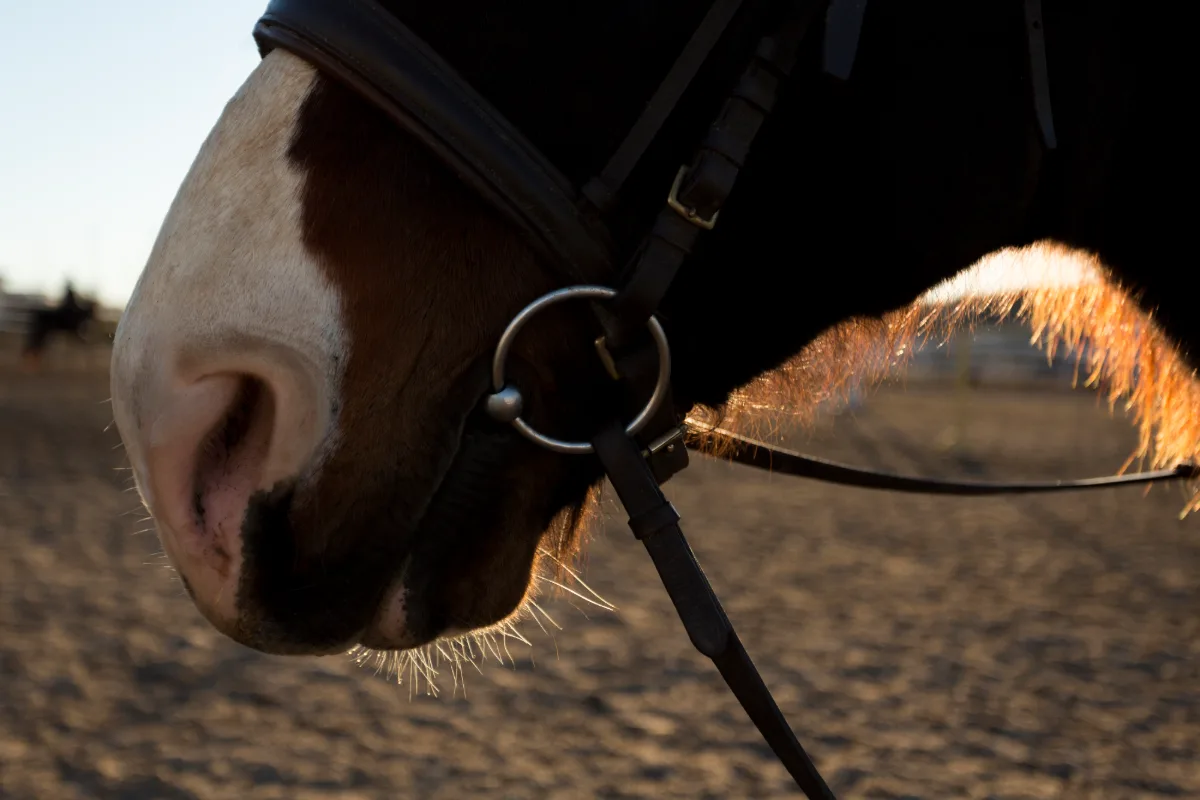 Why horses resist the bit