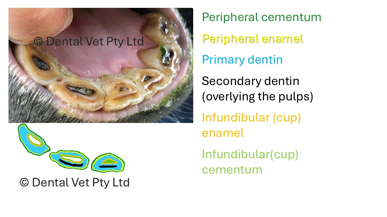 Horse Teeth Wear And Erupt At The Same Time