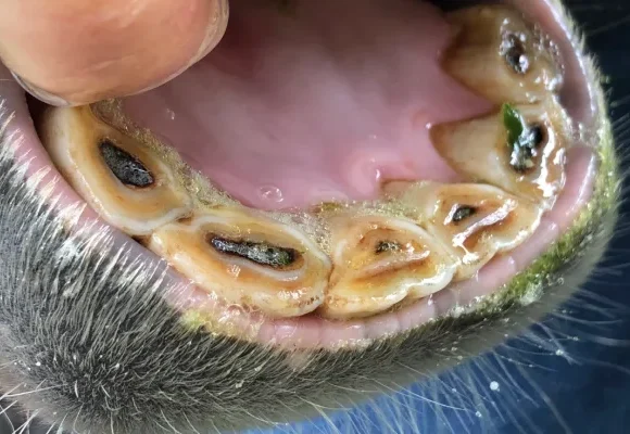 Guide to Equine Dental Anatomy