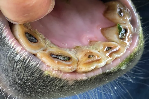 What Should The Incisors Look Like?