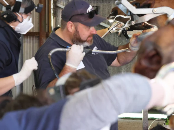 An equine veterinarian performing a dental procedure on a horse using a dental speculum and power float during a hands-on training workshop.