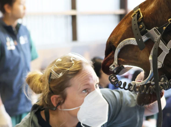 A veterinarian wearing a face mask and protective glasses examines a horse's teeth using a speculum.