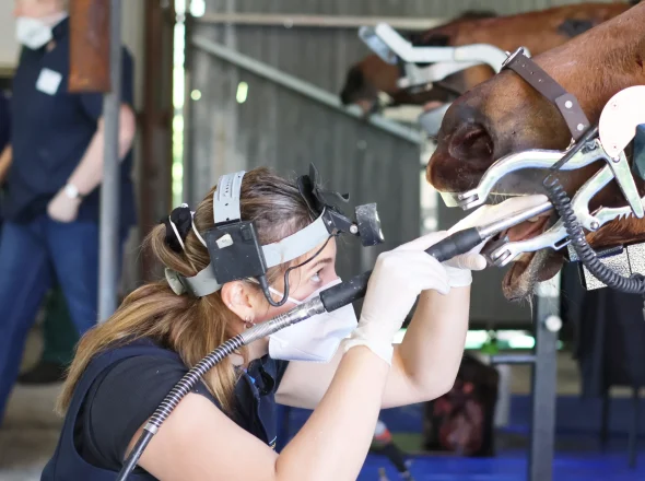 Veterinarian wearing a headlamp uses a dental tool on a horse's mouth held open with a speculum during a workshop.