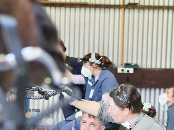Veterinarians practicing equine dental techniques using power tools during a Dental Vet training workshop in Perth.