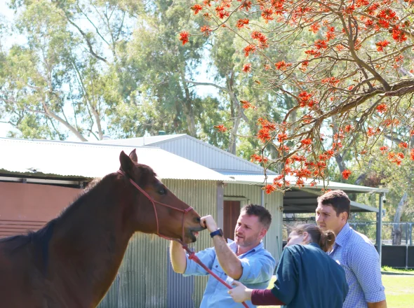 Veterinarian examining a horse's mouth during an outdoor equine dental workshop with two colleagues observing.